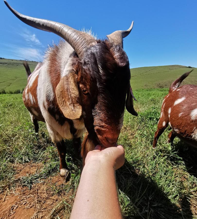 Hotel Nguni Moon Tepee Camp Underberg Exterior foto